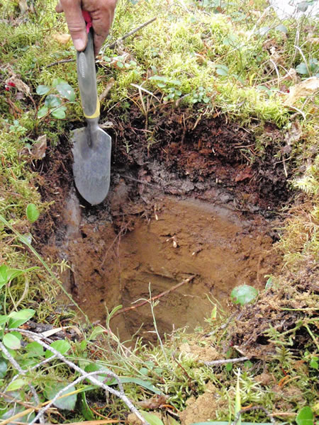 Boreal forest soil.