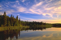 A forest beside water