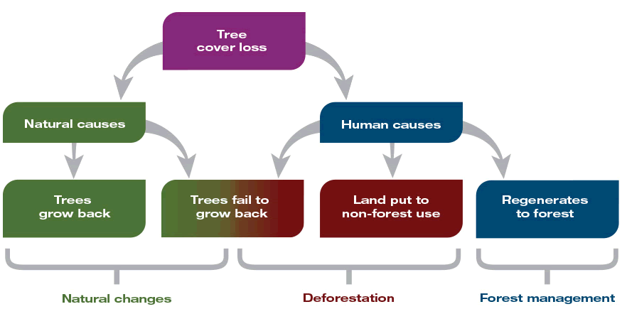 Diagram shows that tree cover loss is the result of both natural causes and human causes. Where tree cover loss is the result of natural causes, such as fire or insect damage, it’s considered a natural change whether or not the trees grow back. Where tree cover loss is the result of human causes, it’s considered deforestation if the trees fail to grow back, or if the land is put to non-forest use. Where human activities cause tree cover loss that is temporary (land regenerates to forest), it is considered forest management.