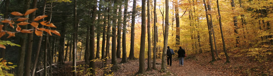 People walking in the forest.