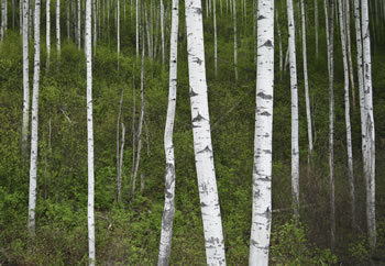 Birch grove