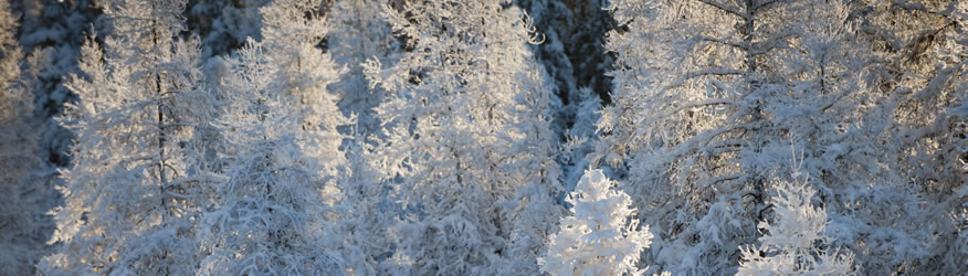 Snow covered trees in the boreal forest.