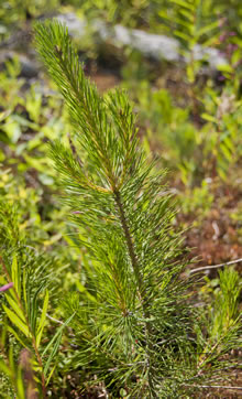 A pine tree grows after a forest fire. Although natural disturbances do create a temporary loss in the forest cover, in the long term they help forests stay healthy and encourage diversity in the tree, plant and animal species that inhabit them.