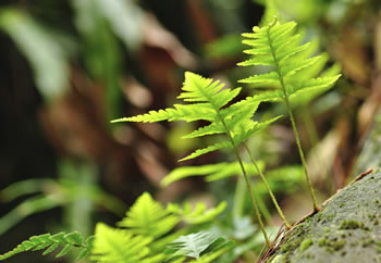 Ferns