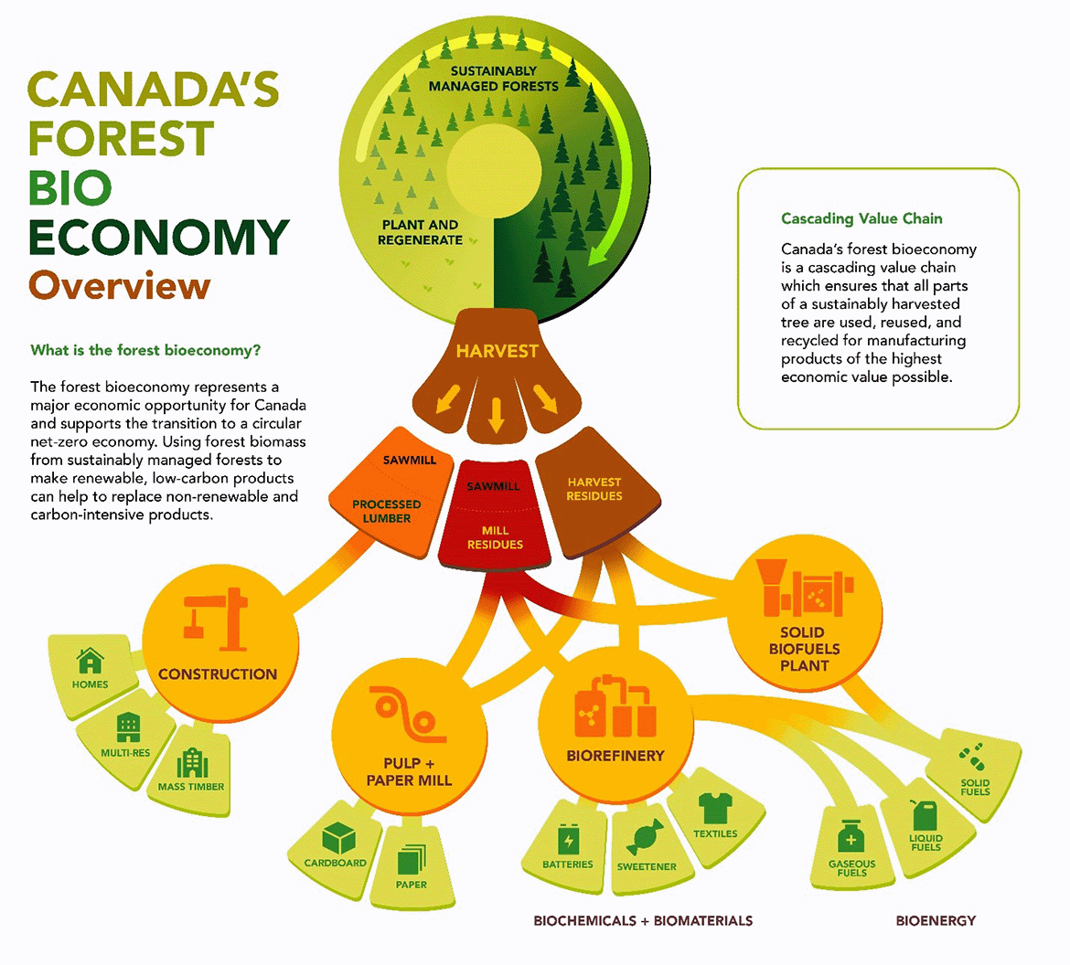 Canada’s forest bioeconomy value chain, from sustainable forest management to end-products like lumber, biofuels, and paper.