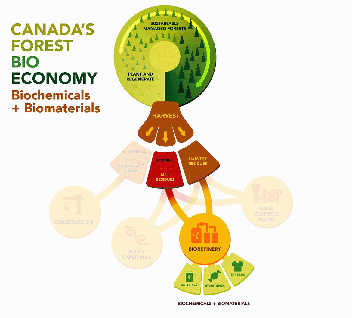 showing how biochemicals and materials are made from sawmill and harvesting residues in Canada’s forest bioeconomy.