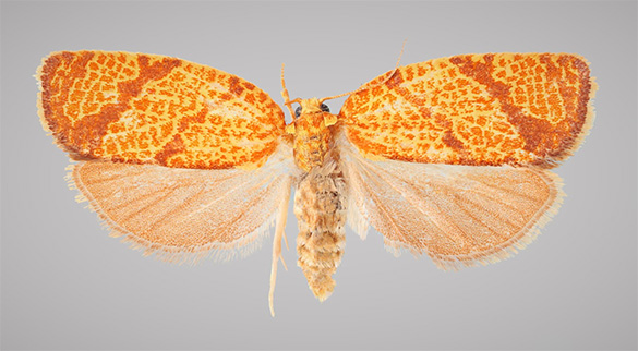 Tortricidae - Lepidoptera