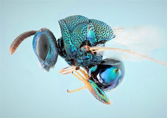 Perilampidae - Hymenoptera