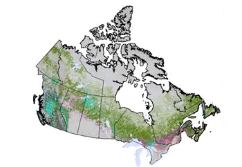 Map: Forest composition across Canada