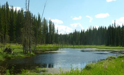 Forest landscape in northern Alberta.