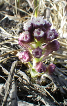 Petasites palmatus, a native plant species, growing on a forest floor – mineral mix soil capping treatment, two years following reclamation of an oil sands site.