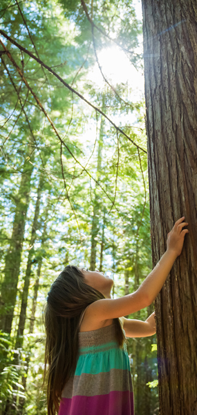 Young girl touching the truck of an old growth cedar tree and looking upwards
