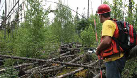 Photo of a forest worker selectively cutting young trees in a regenerating forest to allow the remaining trees better growth and health