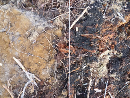 The soil surface with no wood ash applied and wood ash applied.
