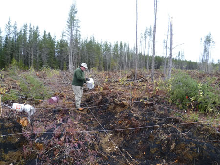 Spreading wood ash by hand.