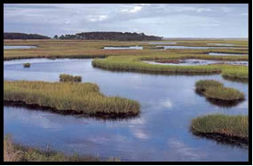 Water and marsh land