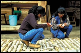 Two women looking at a collection of drill-core samples