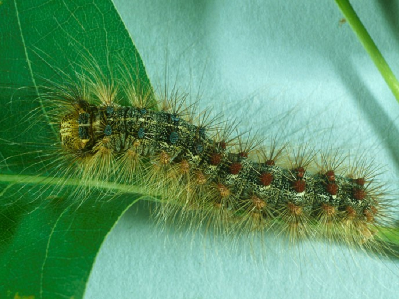 A fuzzy caterpillar with five pairs of blue dots and six pairs of red dots down its back consumes a leaf.