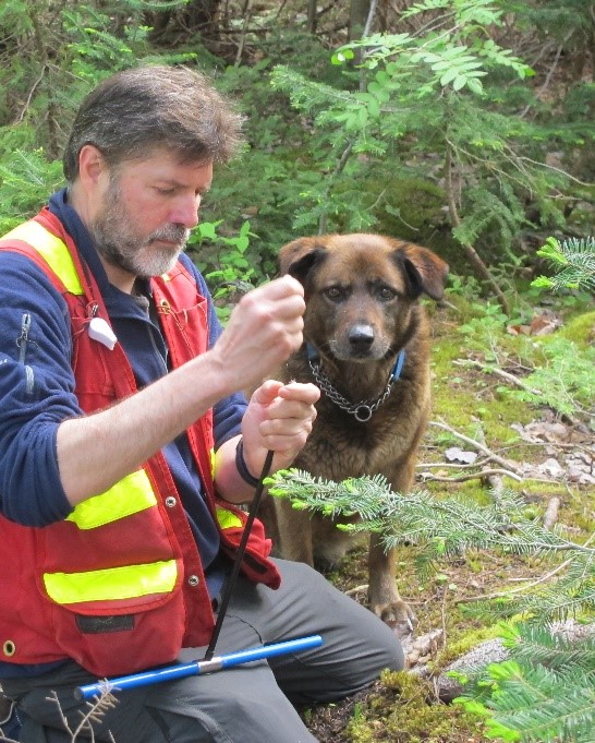 A man examines a tree with his dog. Leaves on a tree in a forest