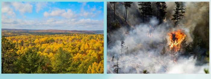 Wide landscape of trees and sky, wide shot of forest in flames.