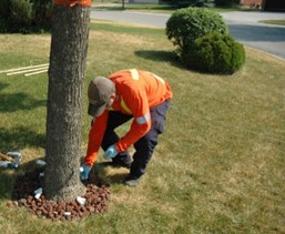 Worker in high-visibility shirt bends down to apply the insecticide TreeAzin® to the trunk of an ash tree.