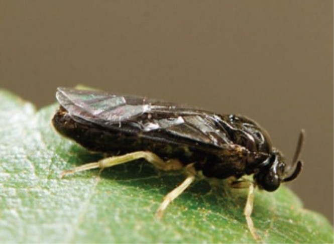An adult elm zigzag sawfly