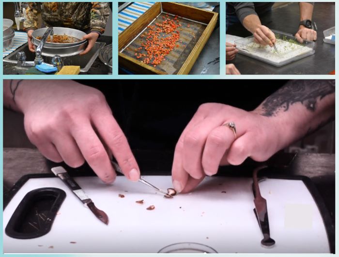 Close up images of seeds at various stages of being processed.