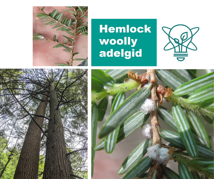 Close-up of hemlock woolly adelgid wool on a tree branch held in the palm of a hand. Clumps of white wool wrapping around the insects as they feed. Hemlock trees thinned out by an HWA infestation. 