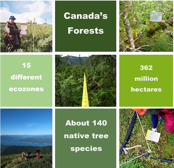 Five different views of various forests in Canada interspersed with four blocks of on screen text: Canada’s Forests, 15 different ecozones, 362 million hectares, 140 native tree species