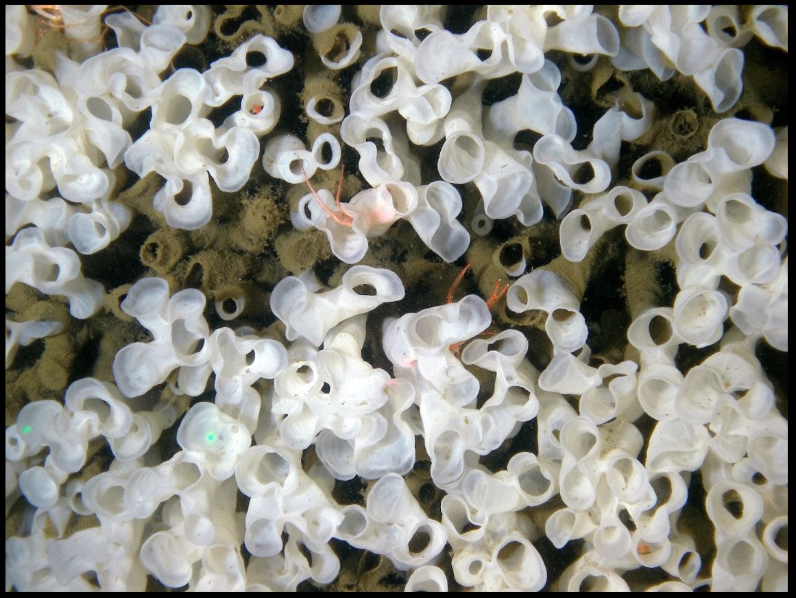 Glass sponge reefs