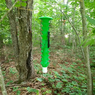 A green funnel trap located at one of the research sites