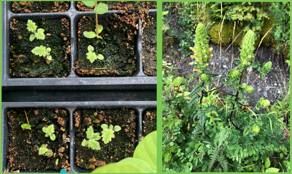 Two images comparing the plant’s form as seedlings in the lab and full-grown in the wild.”