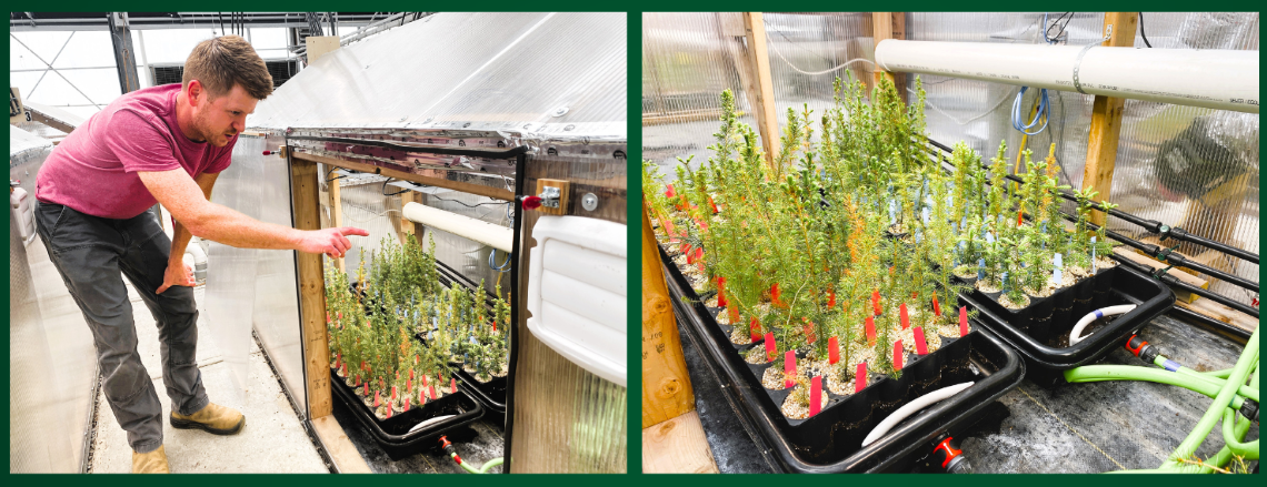 Rob crouches bends forward and points inside a mini greenhouse. Two trays of small seedlings inside the greenhouse. 