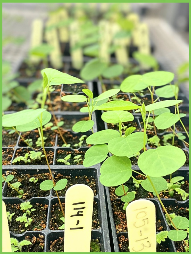 Two trays of small seedlings in greenhouse