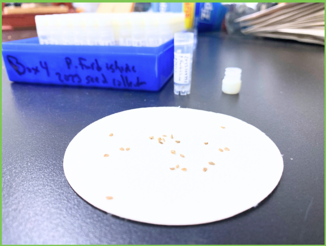 Lab countertop with round paper cutout holding several seeds with test tubes in the background. 