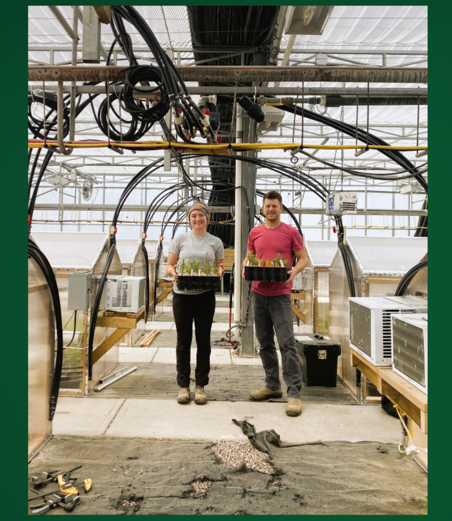 A woman and a man holding trays of seedlings stand in a greenhouse surrounded by mini greenhouses.