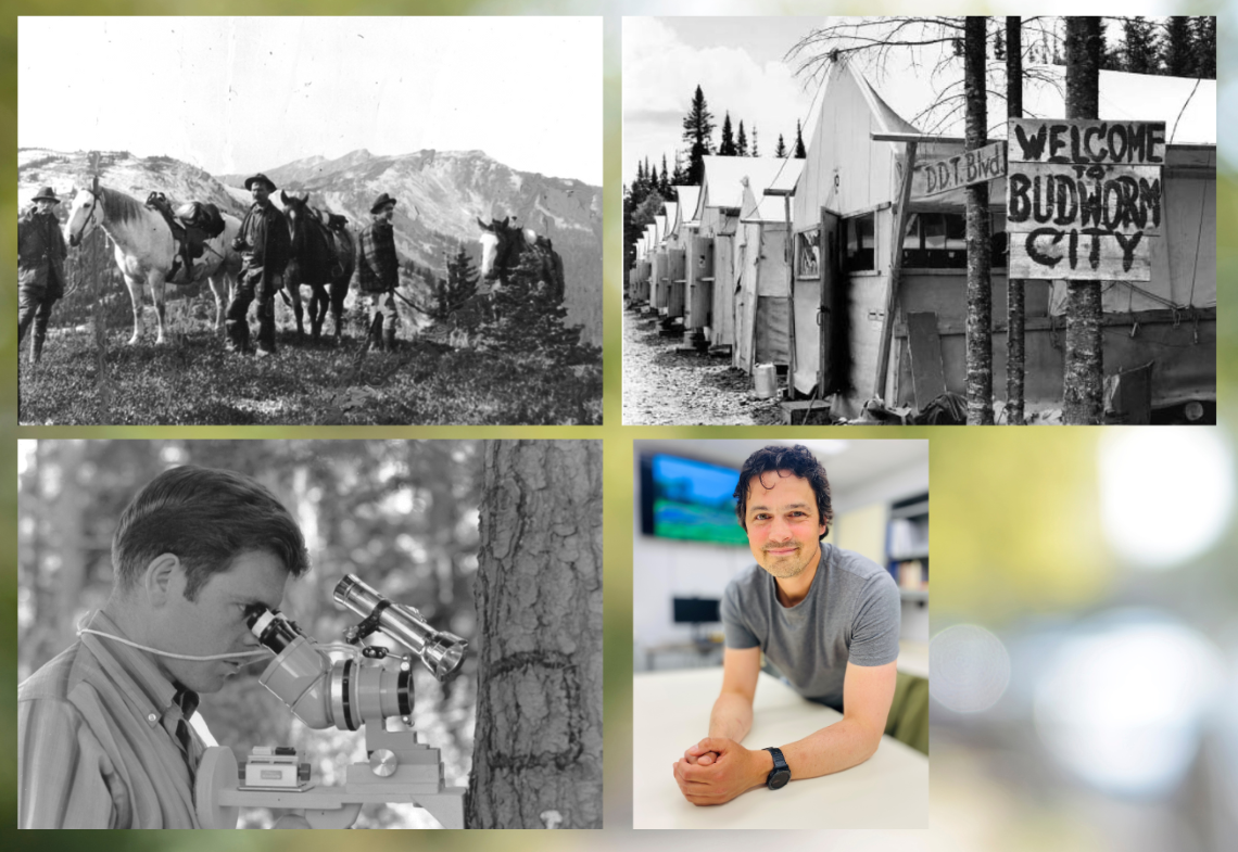 men and horses on mountain top, a row of white tents and a sign reading “Welcome to Budworm City’, researcher looking at tree trunk through metal device, man in forest.