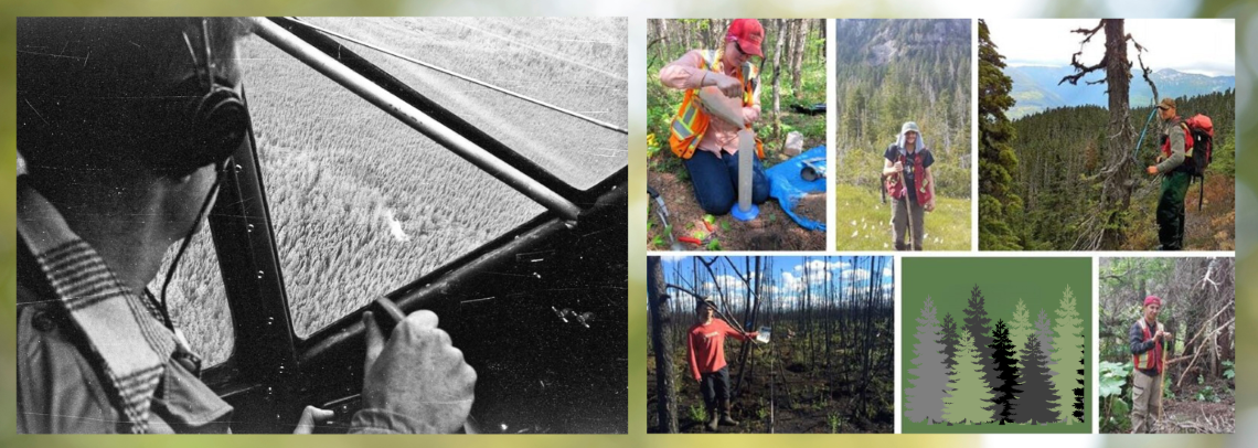 A person looking at forest through a plane's window, compilation image of researchers taking measurements of trees on the ground.