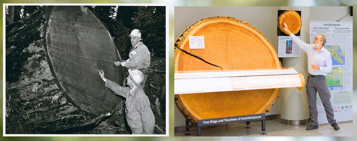 Two men in archival B&W photograph measuring tree rings, researcher pointing to display and photograph of tree rings in a contemporary display.