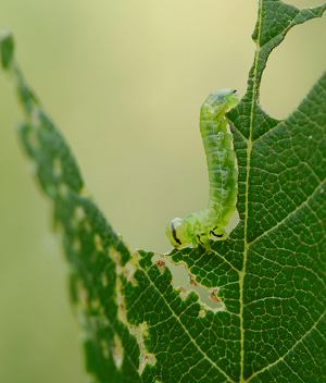 Larvae on leaf