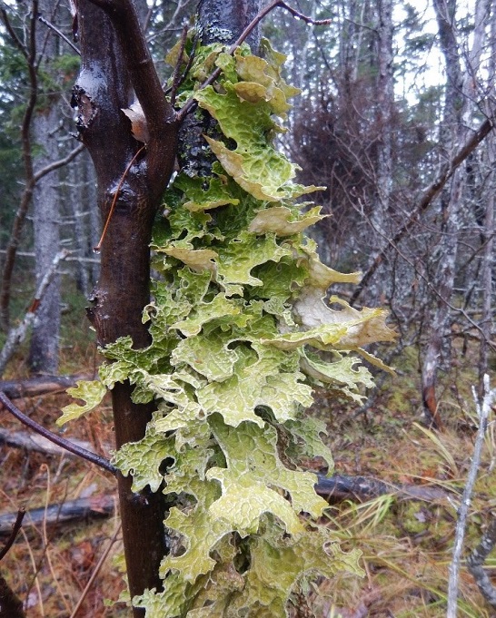 Leaves on a tree in a forest