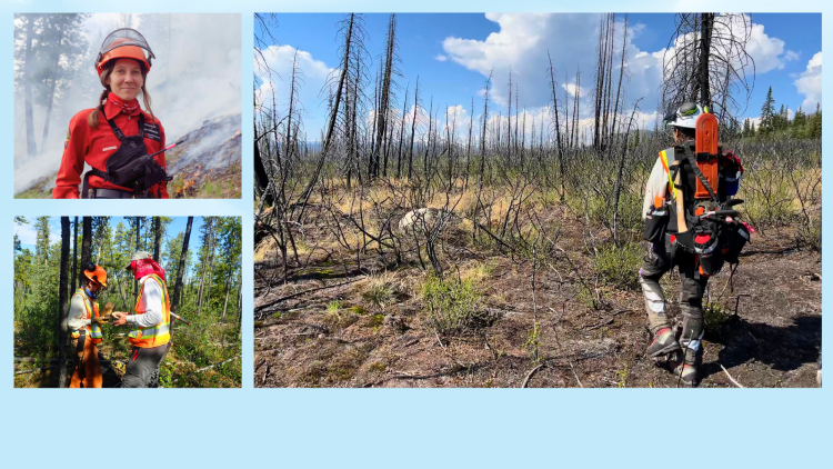 Compilation of photos showing wildfire scientists working in the field.