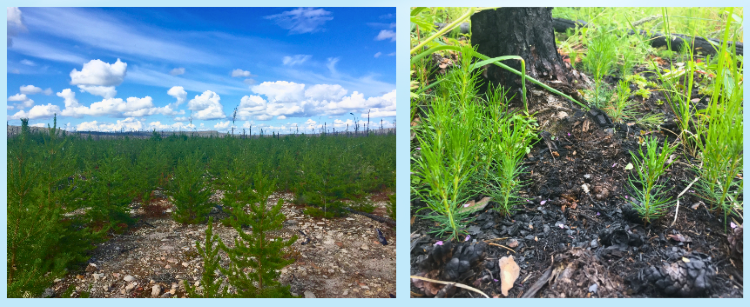 A forest undergoing renewal. A grove of young pines thrives in a post-wildfire burn area. Yearling pine seedlings take root. 