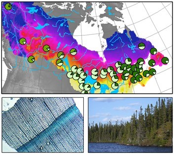 Map of Canada showing different forest locations, close-up of tree ring under microscope, black spruce forest on waterfront