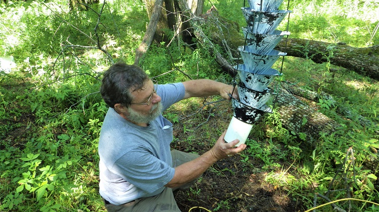 NRCan researcher Reggie Webster checking a funnel trap