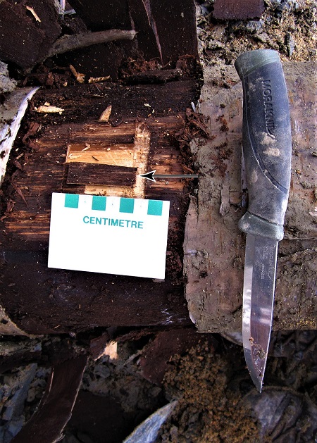 A sample taken for dating purposes from the trunk of a birch tree found on the banks of the Gouffre River in Charlevoix