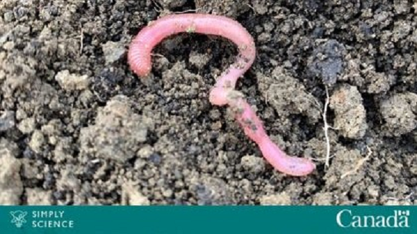 Earthworms contribute to climate change