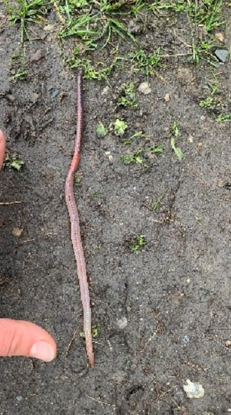 A person points to a long earthworm on compacted ground.