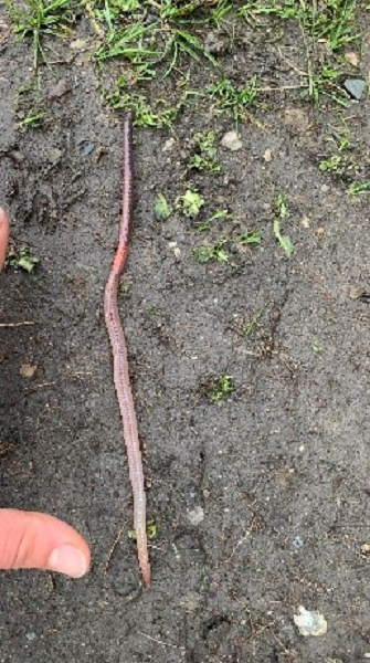 Earthworms, a threat to Canada's boreal forest?