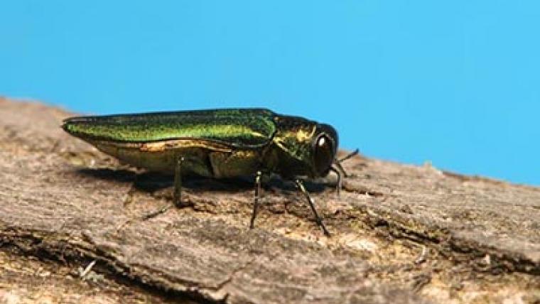 Fighting the emerald ash borer with science